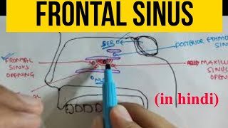 Paranasal Sinuses  3  Frontal Sinus [upl. by Damahom]