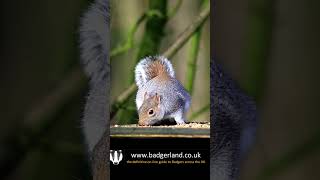 Grey Squirrel at the Spring Wood ancient woodland near Whalley in Lancashire on the 15 January 2023 [upl. by Hbaruas446]