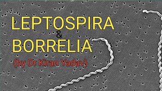 Microbiology lectures Leptospira amp BorreliaBacteriology [upl. by Elynad912]