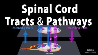 Tracts of Spinal Cord  1  Pyramidal Tracts [upl. by Herb]