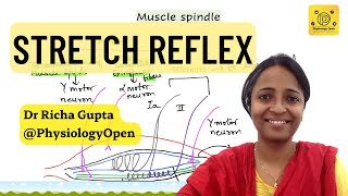 Stretch reflex muscle spindle physiology  alpha gamma coactivation  CNS physiology [upl. by Hamilah]