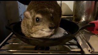 Hyrax On The Pancakes  Squiggys Antics GONE TOO FAR hahaha dassie hyrax pancakes [upl. by Marguerite]