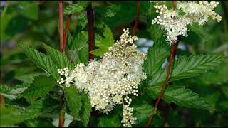 Meadowsweet Health Benefits and Medicinal Uses [upl. by Ulrika]