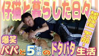 【爆笑】捨て猫だった5兄弟の天使達との暮らし〜さすがのパパも5兄弟には敵いませんでした〜 [upl. by Conger]