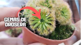 REPRODUCE DROSERAS  Aprende a cultivar gemas [upl. by Animrelliug]