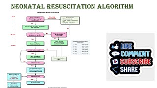 Neonatal Resuscitation Algorithm [upl. by Amolap]