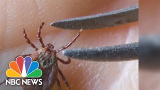 New research may reveal why Lyme disease causes chronic symptoms for some [upl. by Indira]