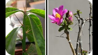 20 especies y variedades tropicales de Pereskia el cactus con hojas [upl. by Acsot]