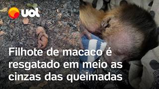 Macaco recémnascido é resgatado das cinzas de incêndios florestais no Pantanal veja vídeo [upl. by Arela220]