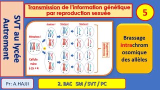 Brassage intrachromosomique des allèles  Fécondation  diversité génétique  exemples [upl. by Anitsyrhk305]