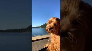 Coco the Maltipoo Puppy hikes Devils Lake in Baraboo Wisconsin puppy maltipoo nature hiking [upl. by Pradeep]