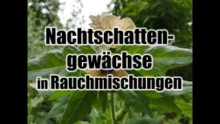 Methode um Nachtschattengewächse sicherer zu konsumieren Bilsenkraut Engelstrompete etc rauchen [upl. by Allissa]