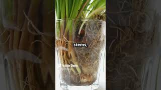 How Plants Reproduce Fast Facts biology biofacts science facts cell cellbiology youtube [upl. by Leitao12]