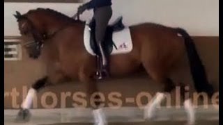 wwwsporthorsesonlinecom 2009 Hanoverian Dressage horse  Hannoveraner Dressurpferd SOLD [upl. by Adnahsar685]