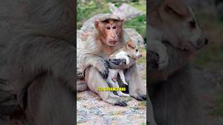 Why Are Baboons STEALING Puppies 😱 shorts [upl. by Undry]