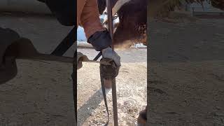 use the hoof grinder to quickly trim hoof  satisfying  ASMR【MrFarrier】shorts [upl. by Leshia315]