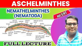 Aschelminthes  Nemathelminthes  Nematoda one shot lecture  Animal Kingdom Phylum Nematoda [upl. by Colet788]