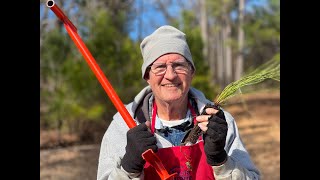 Planting Longleaf Pines [upl. by Alliw]