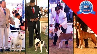 LOS MEJORES PERROS LOS MEJORES MANEJADORES LA MEJOR EXPO [upl. by Nahshu]