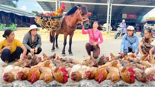 Harvesting Many Chicken Goes To Market Sell  Corn is The Main Food of Chickens and Ducks [upl. by Chilton]