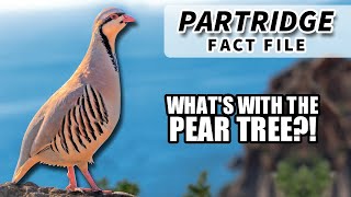 Partridge Facts WHAT is a PARTRIDGE in a PEAR TREE [upl. by Salba798]