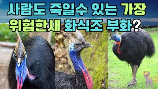 사람도 죽일수 있는 가장 위험한새 화식조 부화 새 화식조 동물 animal [upl. by Etan]