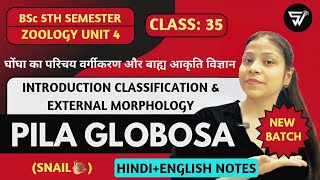 IntroductionClassification amp Morphology of Pila Globosa Mollusca to HemichordataBSc 5th Sem [upl. by Noe]