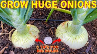 Your Onions Will LOVE You For This 3 Tips To Grow GIANT Onion Bulbs [upl. by Nohshan437]