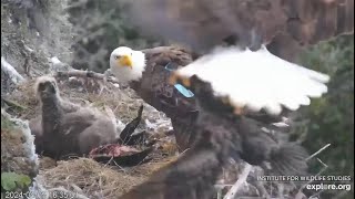 West End  Thunder Brings In A Live Nestling Cormorant WARNING VIEWER DISCRETION ADVISED 4524 [upl. by Harneen]