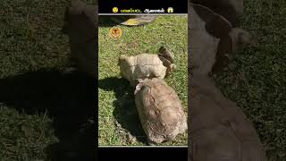 இந்த மாதிரியான ஆமைகளை பாத்தா உடனே Help பண்ணுங்க  Turtle Upside Down  Animal Voiceover Tamil [upl. by Sonitnatsnoc40]