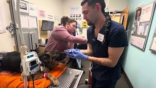 Skill 7 Intubating a canine Penn foster [upl. by Ellett]