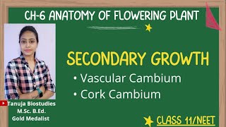 Ch6 Anatomy of Flowering Plants Secondary Growth Vascular amp Cork Cambium Class 11 BiologyNEET [upl. by Atwood432]