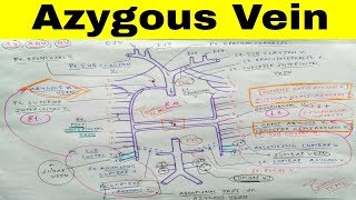 Azygous Accessory Hemi Azygous Hemi Azygous Vein  Part 1  The Charsi of Medical Literature [upl. by Aicilas152]