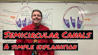 How the Semicircular Canals Work A Simple Explanation [upl. by Leyameg807]