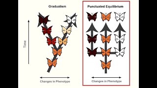 GRADUALISM vs PUNCTUATED EQUILIBRIUM EVOLUTION BY NS  LIFE SCIENCES G12 ThunderEduc  MSAIDI [upl. by Fairfax156]