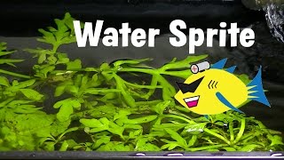 Water Sprite Aquarium Plant Profile [upl. by Oirom]