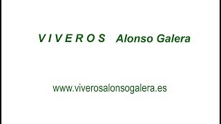 VIVEROS ALONSO GALERA [upl. by Celeski582]