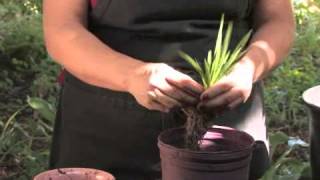 How to Plant Freesias [upl. by Atews]