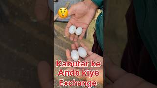 Kabutar ke ande kiye exchange😲pigeon youtubeshorts viralvideo bird 1million [upl. by Hgielram]