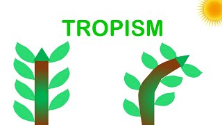 Tropism animated demonstrations explanations and important experimental results [upl. by Ji227]