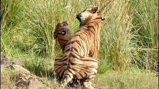 Tiger mating in Pench व्याघ्र मिलन tigermating tiger pench reserve forest  wildlife [upl. by Yeltneb814]