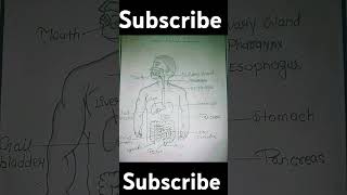 Human digestive system diagram namankit chitrashorts trending biology diagram drawing 1million [upl. by Brindle]