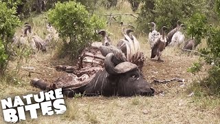 Vultures Swarm Wildebeest Carcass  Nature Bites [upl. by Utir]