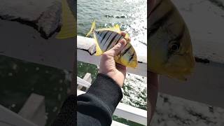 small golden trevally fishing bait [upl. by Anidam545]