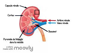 Appareil urinaire  Anatomie et physiologie [upl. by Annahc]