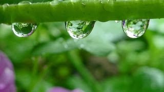 How Raindrops Form and Fall [upl. by Anissej539]