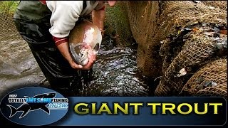 GIANT RAINBOW TROUT of Sutton Springs  Totally Awesome Fishing Show [upl. by Eltsyrc968]