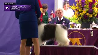 Polish Lowland Sheepdogs  Breed Judging 2024 [upl. by Llerrut]