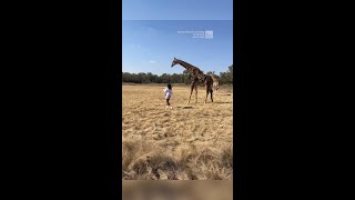 Watch Giraffe Lets Woman Know She Got Too Close [upl. by Darin]