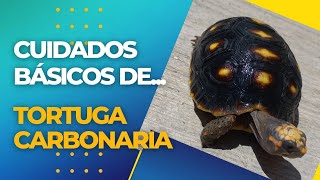 Cuidados Básicos de la Tortuga Carbonaria [upl. by Notsuj]